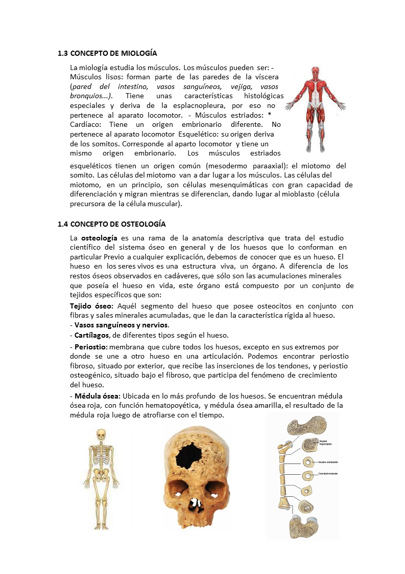 anatomia y fisiologia humana pdf